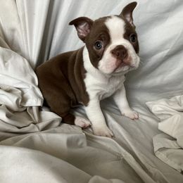 Boston Terrier puppies from The Gentlemen Breed