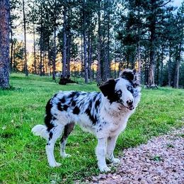 Border Collies from Pinpoint Border Collies