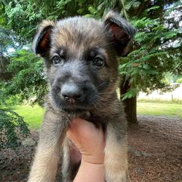 Taquito - Sable male German Shepherd puppy in Oakland, Oregon from VHM German Shepherds