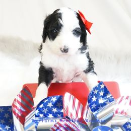 Goldendoodle and Sheepadoodle Puppies from The Farms Precious Doodles