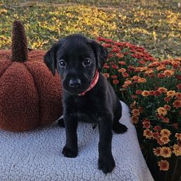 Red Collar Male - Black male Labrador Retriever puppy in Lubbock, Texas from Bentwood Cove Kennel