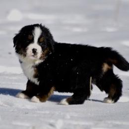 Bernese Mountain Dog, Golden Mountain Dog, and Golden Retriever Puppies from Grateful Bernese & Gage's Goldens
