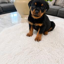 Bronxo - Black and mahogany male Rottweiler puppy in Parker, Colorado from Denver Rotties