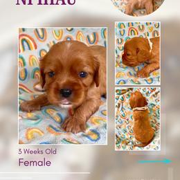 Ni'ihau - Ruby female Cavalier King Charles Spaniel puppy in Kapaa, Hawaii from Hanai Cavaliers