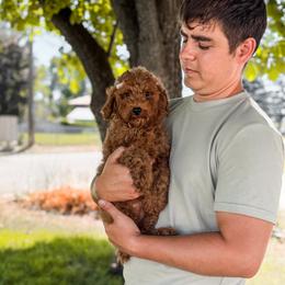 Pink collar girl - Red  female Goldendoodle puppy in Spokane, Washington from Dream Doodles in Spokane WA