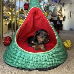 Nova - Parti female Yorkshire Terrier puppy in Riverview, Florida from Luna's Treasures