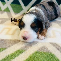 Max - Merle male Bernedoodle puppy in Sandy, Oregon from MC Doodles