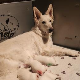 Mrs Jumbo - White female German Shepherd puppy in Fort Jennings, Ohio from Von Holtzapple German shepherds