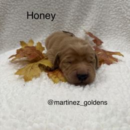 Honey - Golden female Golden Retriever puppy in Victorville, California from Martinez Goldens