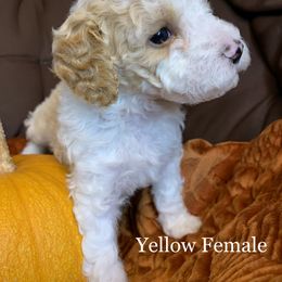 Poodle Puppies from Clegg Poodles
