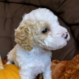 Poodle Puppies from Clegg Poodles