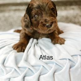 Atlas - Merle male Goldendoodle puppy in Pasco, Washington from Camp Doodle Woods