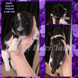 2nd born -no name yet - Black and white female Havanese puppy in Kansas City, Missouri from Happy Havi Tails