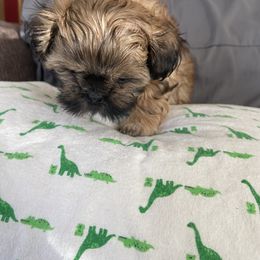 Boy 4 - Shih Tzu puppy in Randolph, Wisconsin from Glen Y Gors Gagnon Riordan Shih Tzus