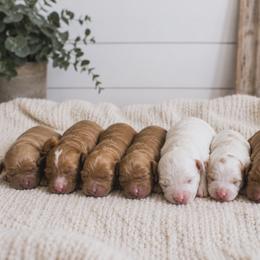 Ruth - Red female Cavapoo puppy in Ephrata, Washington from Mustard Seed Cava Co.