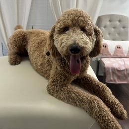 Benji - Goldendoodle