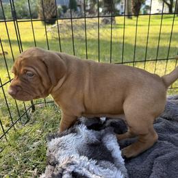 Vizsla Puppies from April Wolf