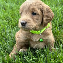 Bernedoodle and Goldendoodle Puppies from Draper Doodles