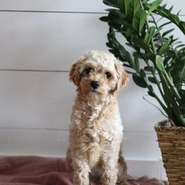 Sadie - Cavachon