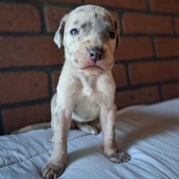 Blue Fawn Merle Female - Merle female Great Dane puppy in Cunningham, Kansas from Garden Grove Great Danes
