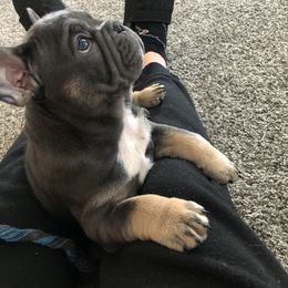 French Bulldog Puppies from MadCity Frenchies
