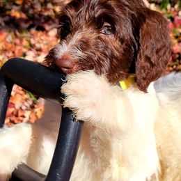 Labradoodle Puppies from 101 Labradoodles