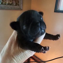Blackk - Black male Pug puppy in Martville, New York from Hug a Pug LLC