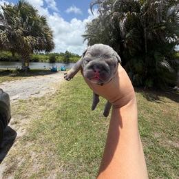 Boy 2 - Blue tri-color male Bulldog puppy in Hobe Sound, Florida from Amanda’s Bullies