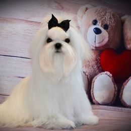 Charlotte  - Maltese