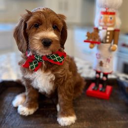Australian Labradoodle Puppies from Berrybrook Doodles