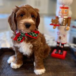 Australian Labradoodle Puppies from Berrybrook Doodles