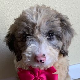 Aussiedoodles, Miniature Australian Shepherds, and Poodles from JJ West Coast Pups