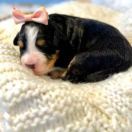 Velvet - Tri-color female Bernedoodle puppy in Bremen, Indiana from Farmland Doodles