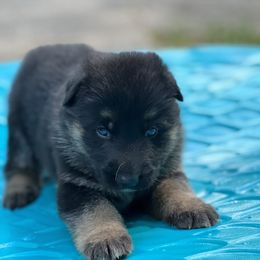 German Shepherd Puppies from TDShepherds
