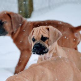 Cane Corso from Rah Olympians