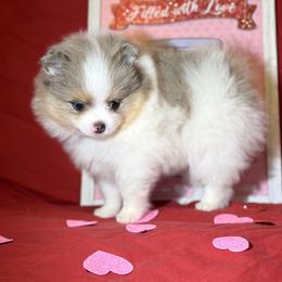 Pomeranian Puppies from Summer Set Poms