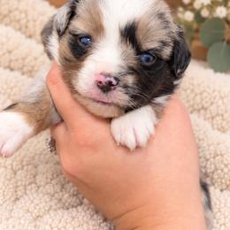 Petal - Blue merle female Toy Australian Shepherd puppy in Oroville, California from Diamond Arrow Aussies
