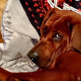Redbone Coonhound Puppies from Dark Trail Redbones