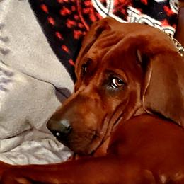 Redbone Coonhound Puppies from Dark Trail Redbones