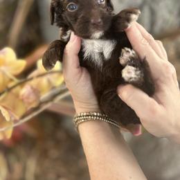 Girl 3 - Chocolate Goldendoodle puppy in Bradenton, Florida from Doodle Acres