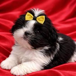 Oreo - Black and white female Shih Tzu puppy in Covington, Georgia from Top Hats 2  Shih Tzu’s