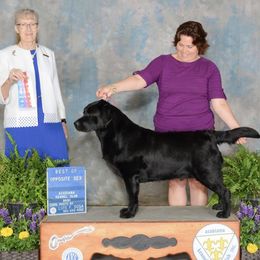 Yogi - Labrador Retriever