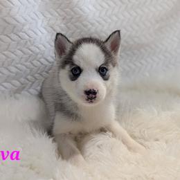 Nova - Gray and white female Siberian Husky puppy in Hebron, Kentucky from Glacier Run Huskies