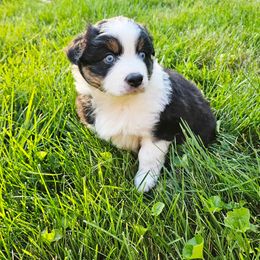 Australian Shepherd Puppies from Groveland's Haus of Aus