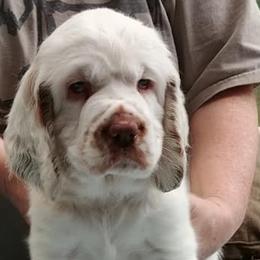 Clumber Spaniels from Pinkletink Clumbers