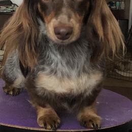 Halley - Dachshund