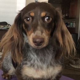 Halley - Dachshund
