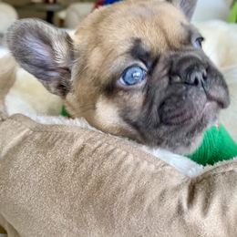 French Bulldog Puppies from Piper’s Pups