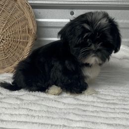 AKC Nick - Black male Shih Tzu puppy in Elgin, South Carolina from Silver Bells Paw Prints