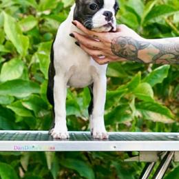 Indy Romania Import - Black brindle and white female Boston Terrier puppy in Billings, Missouri from Azaleas Euro Boxers & Boston Terriers